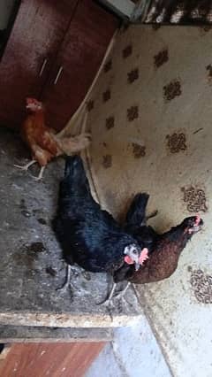 3 hens 1 cock 0