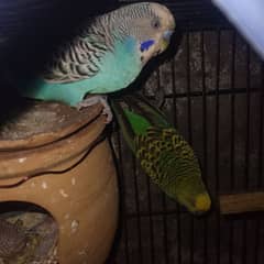 astalin parrots pair barider with eggs and babyes