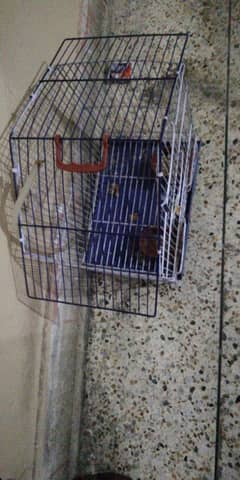 1 Green fisher love bird with cage