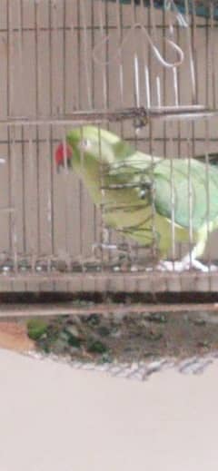 Green Female Breeder parret 03084807166 0