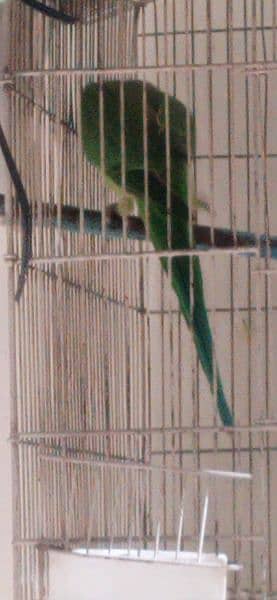 Green Female Breeder parret 03084807166 2