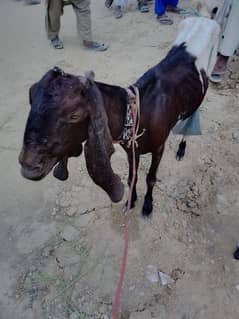 Bakri with 1 Female Baby