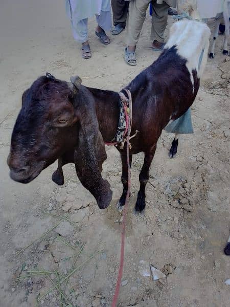 Bakri with 1 Female Baby 2