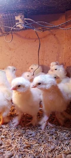 Light Columbian Brahma Chicks