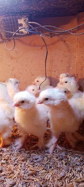 Light Columbian Brahma Chicks 0