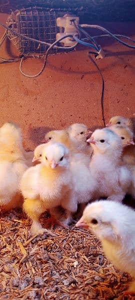 Light Columbian Brahma Chicks 1