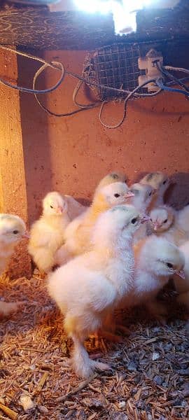 Light Columbian Brahma Chicks 2