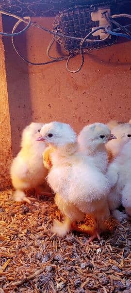 Light Columbian Brahma Chicks 3