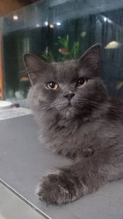 MALE TRAINED PRETTY CAT