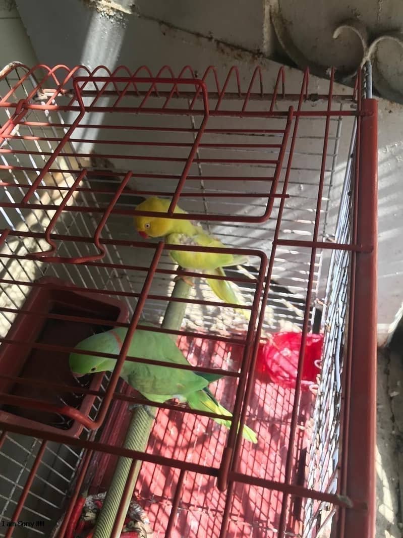 SINGING PARROT FOR SALE pair YELLOW PARROT  03353877493 2