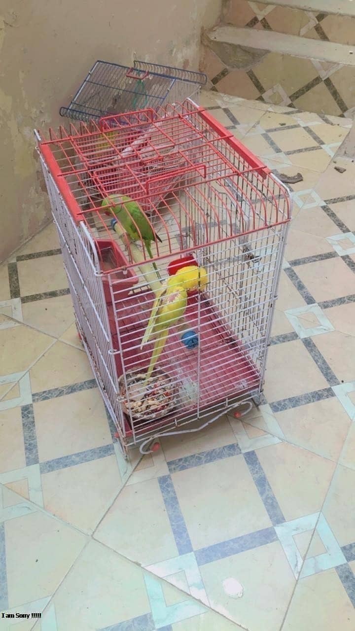 SINGING PARROT FOR SALE pair YELLOW PARROT  03353877493 3