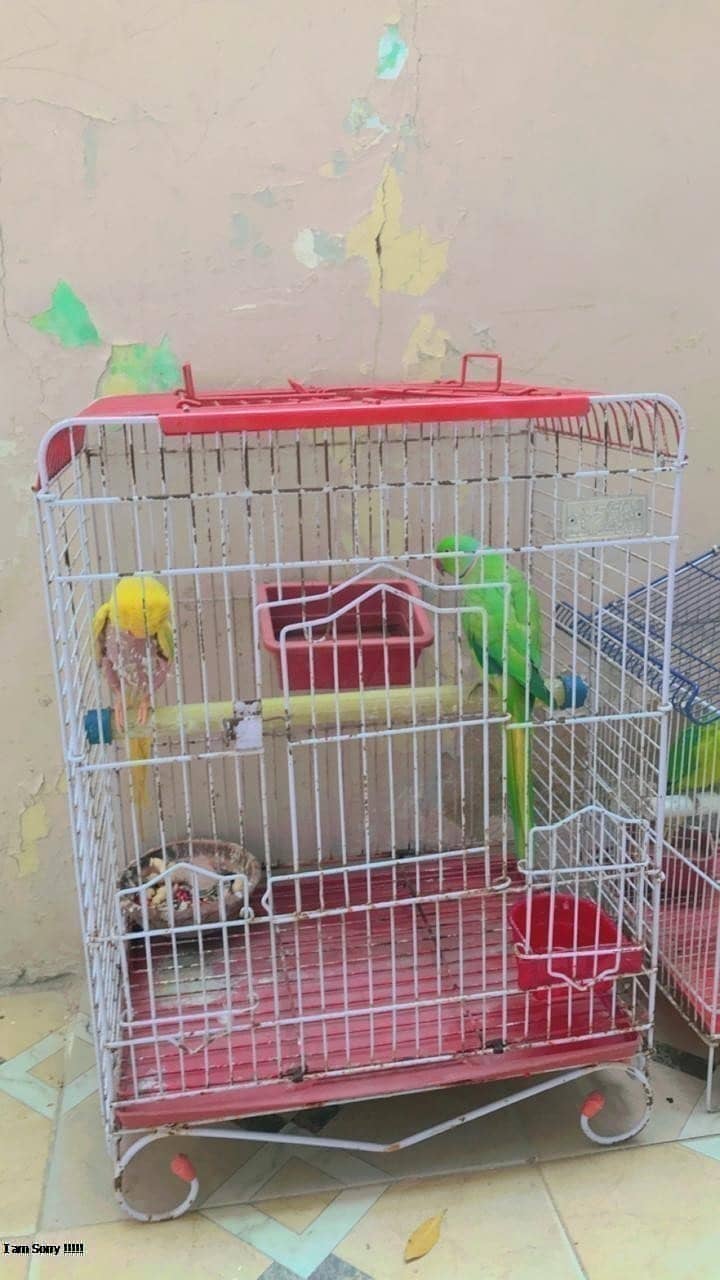 SINGING PARROT FOR SALE pair YELLOW PARROT  03353877493 4