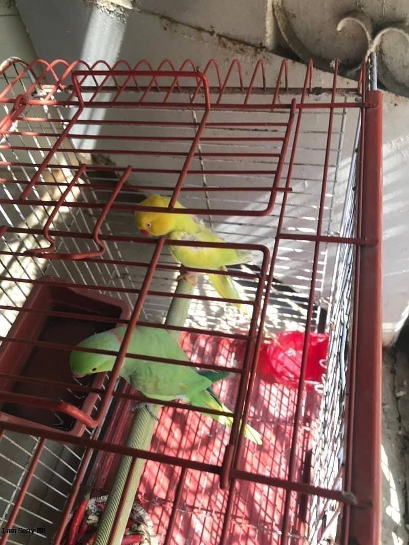 SINGING PARROT FOR SALE pair YELLOW PARROT  03353877493 5