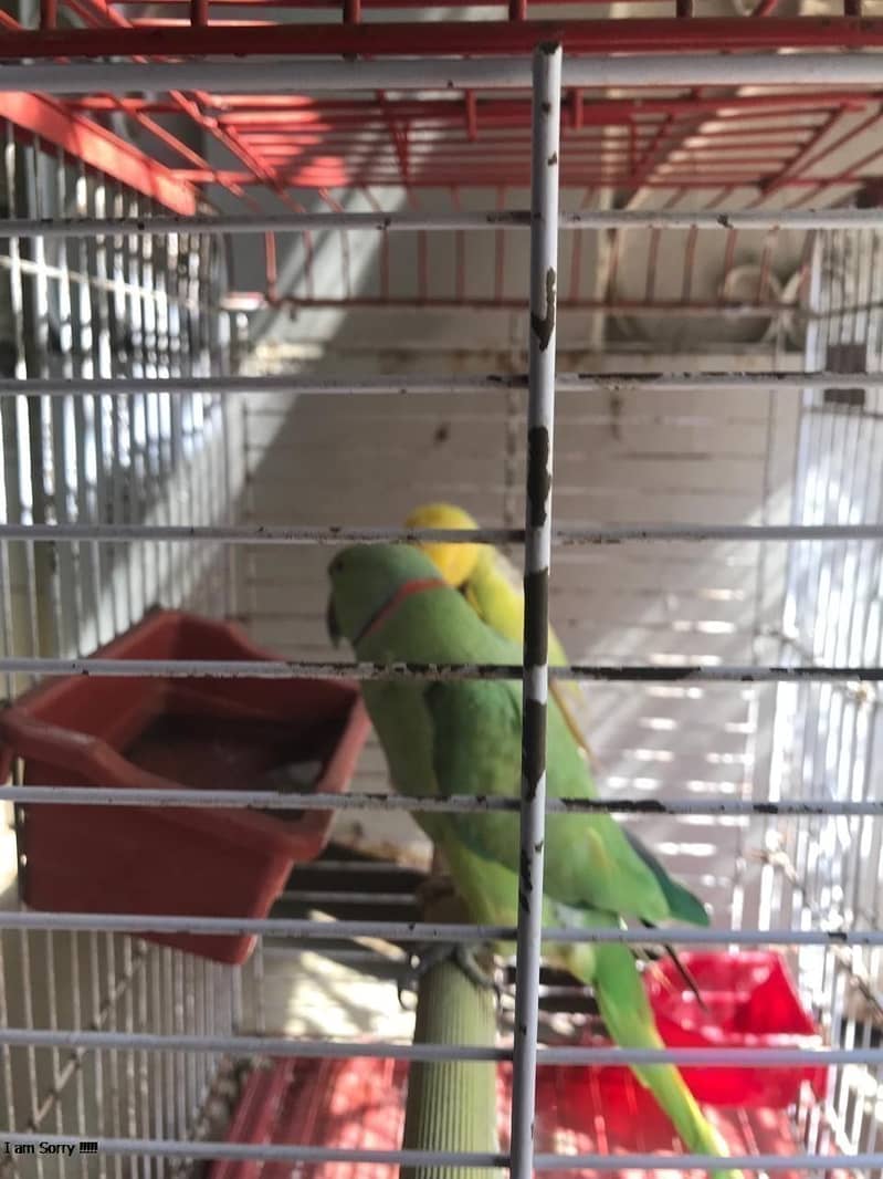 SINGING PARROT FOR SALE pair YELLOW PARROT  03353877493 6