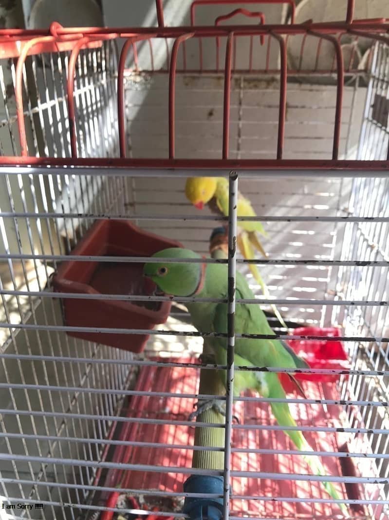 SINGING PARROT FOR SALE pair YELLOW PARROT  03353877493 7