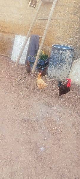 Andy dene wali Australorp available hain 10