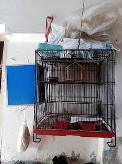 Bird cage Available