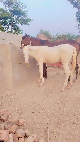 ghori for sale 2