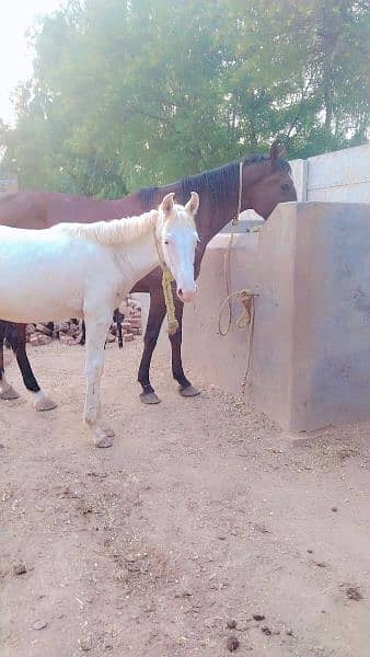 ghori for sale 3