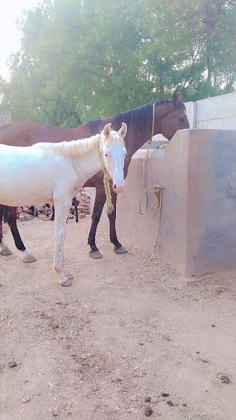 ghori for sale 4