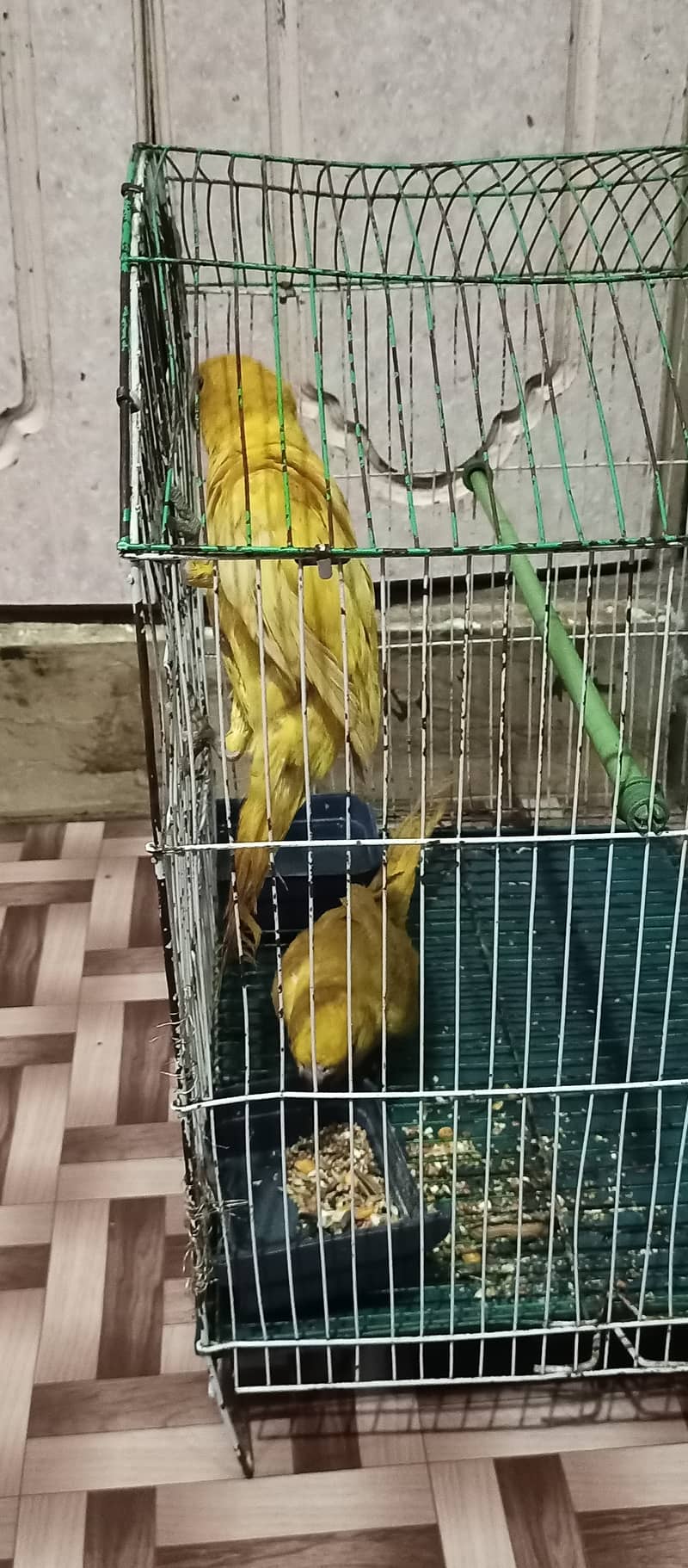 yellow ring neck urgent sell 1