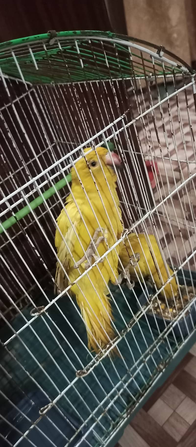 yellow ring neck urgent sell 2