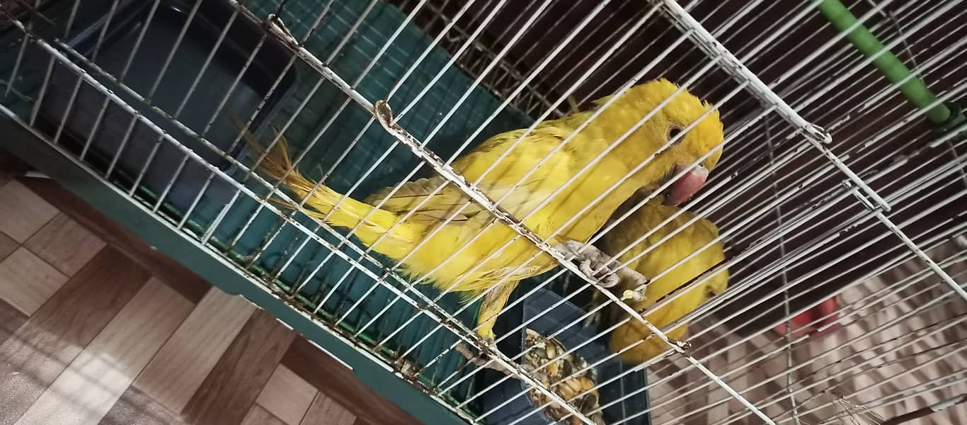 yellow ring neck urgent sell 3