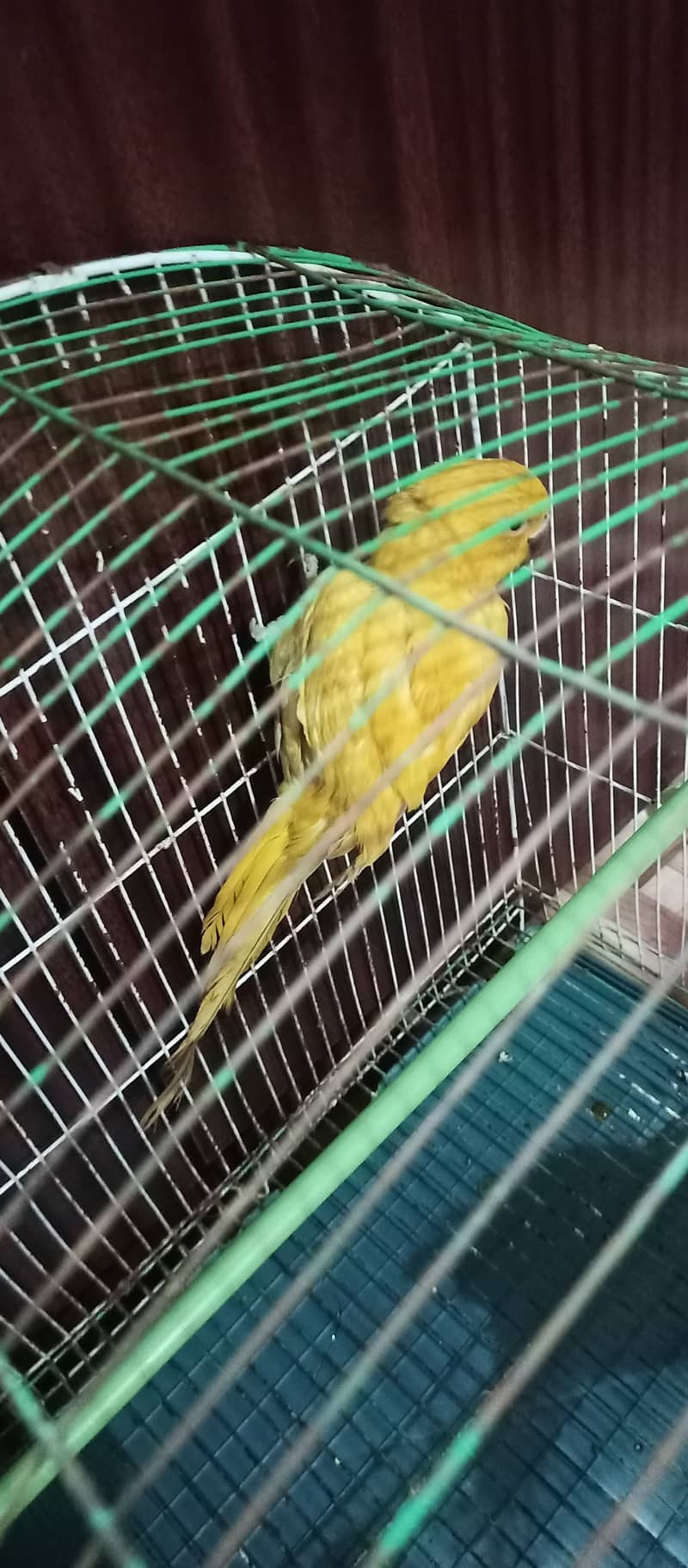 yellow ring neck urgent sell 4