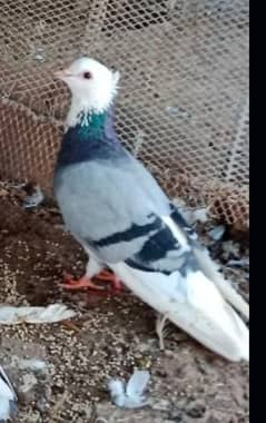 Fancy pigeons| White Fancy pigeons| Fancy kabuter| Kabuter