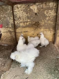 White silkie