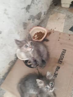 baby cat for sale