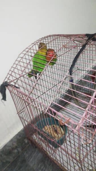 love birds breeding pairs 0