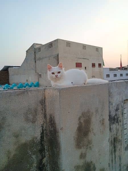 2 Persian male one is white, other one is smoky black 0