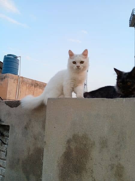 2 Persian male one is white, other one is smoky black 1