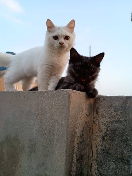 2 Persian male one is white, other one is smoky black 3