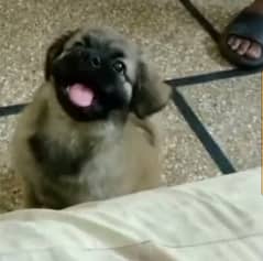 Anatolian Shepherd Puppy