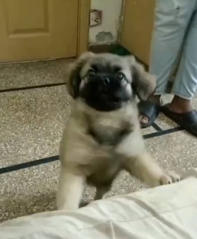 Anatolian Shepherd Puppy 1