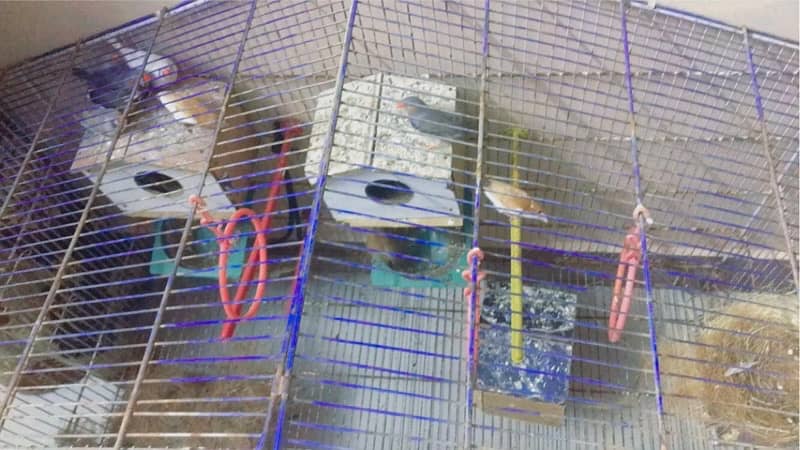 finches with complete setup 3