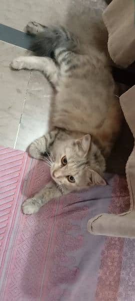 female Persian cat 2