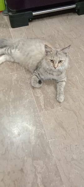 female Persian cat 6