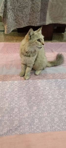 female Persian cat 7