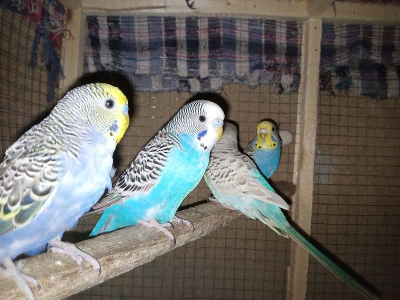 Budgies 10 pieces for urgent sale 5