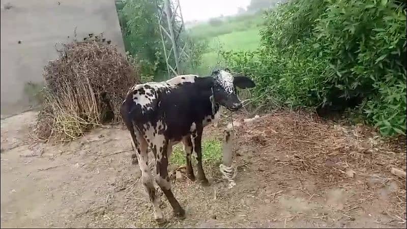 Cow with bachra 1