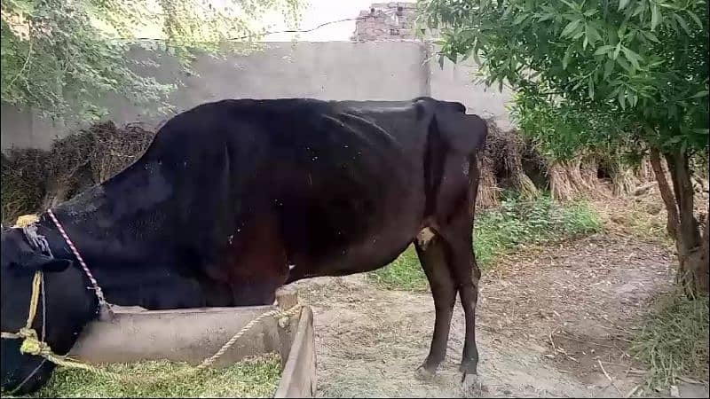 Cow with bachra 2