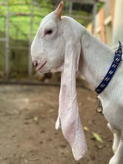 Gulabi Goat Pair / Sindhi Gulabi Bakra /Rajan Puri / بکری / بکرا