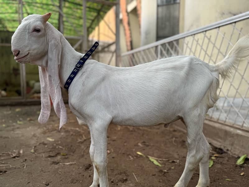 Gulabi Goat Pair / Sindhi Gulabi Bakra / بکری / بکرا/Bakra 1