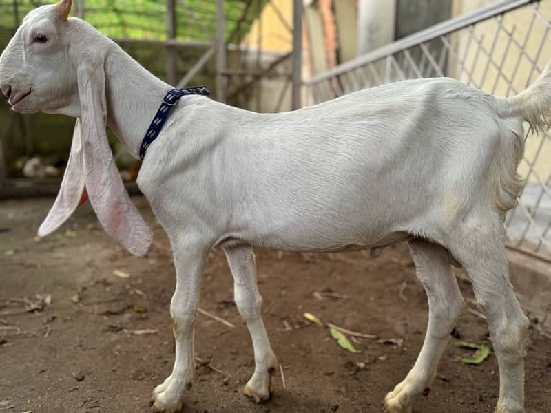 Gulabi Goat Pair / Sindhi Gulabi Bakra / بکری / بکرا/Bakra 2