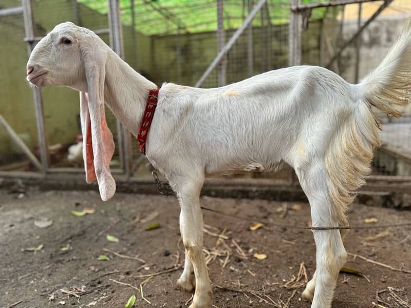 Gulabi Goat Pair / Sindhi Gulabi Bakra / بکری / بکرا/Bakra 3