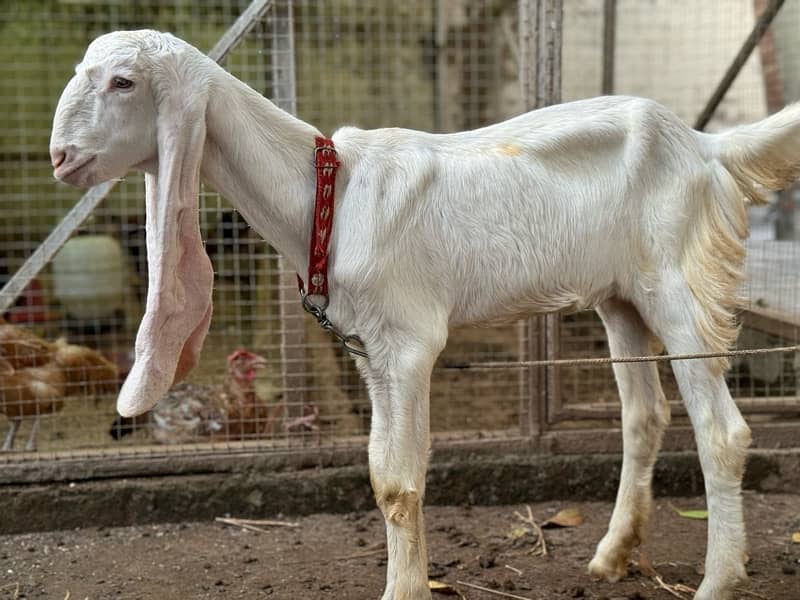 Gulabi Goat Pair / Sindhi Gulabi Bakra / بکری / بکرا/Bakra 4