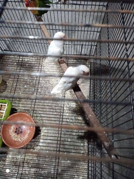 Lovebirds for sale 1